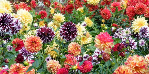 Кактусова далия - добре дошъл гост във всяка градина